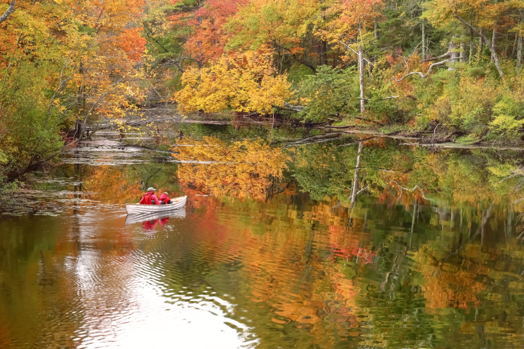 Foliage on the river