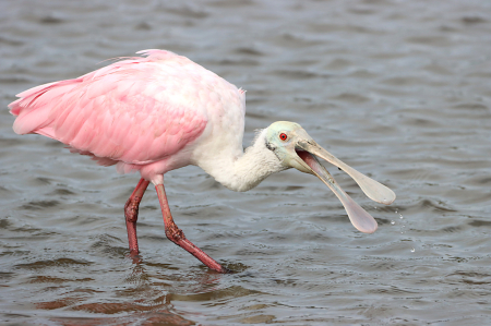 Spoonbill