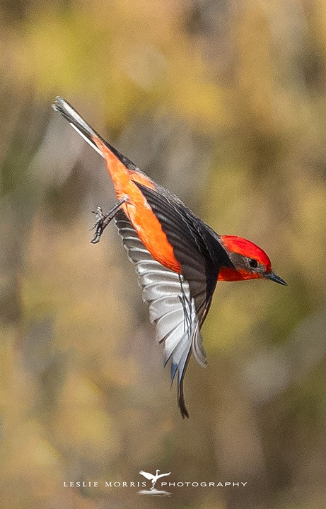 Vermillian Flycatcher