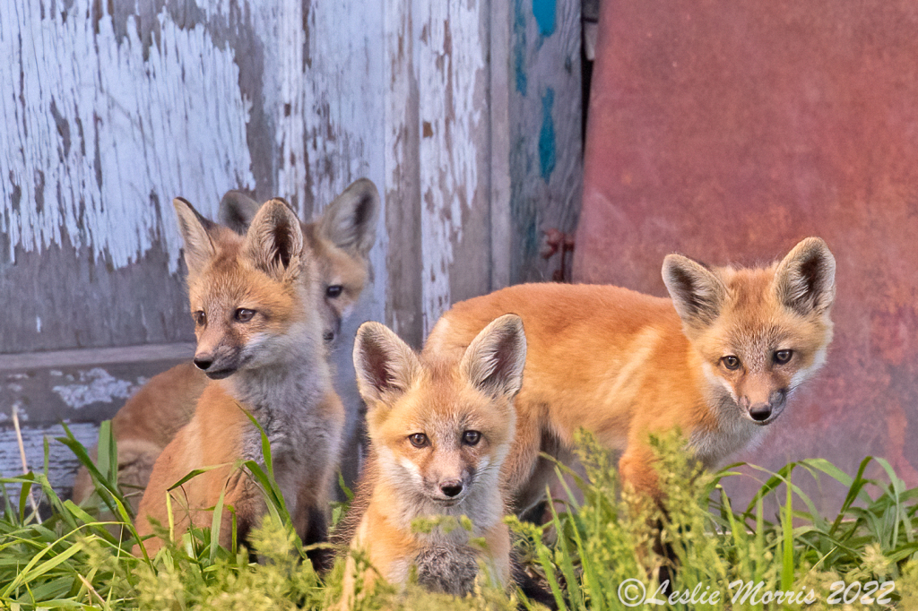 Curiosity is not only for Cats! - ID: 16025447 © Leslie J. Morris