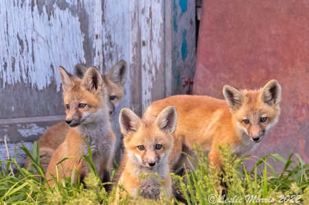 Curiosity is not only for Cats!