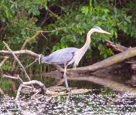 Blue Heron at Oakwoods Nature Preserve 