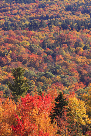 Autumn Morning