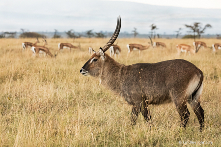 DeFassa Waterbuck on the Maasai Mara