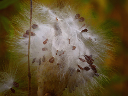 We Send Our Seeds Out in the Fall