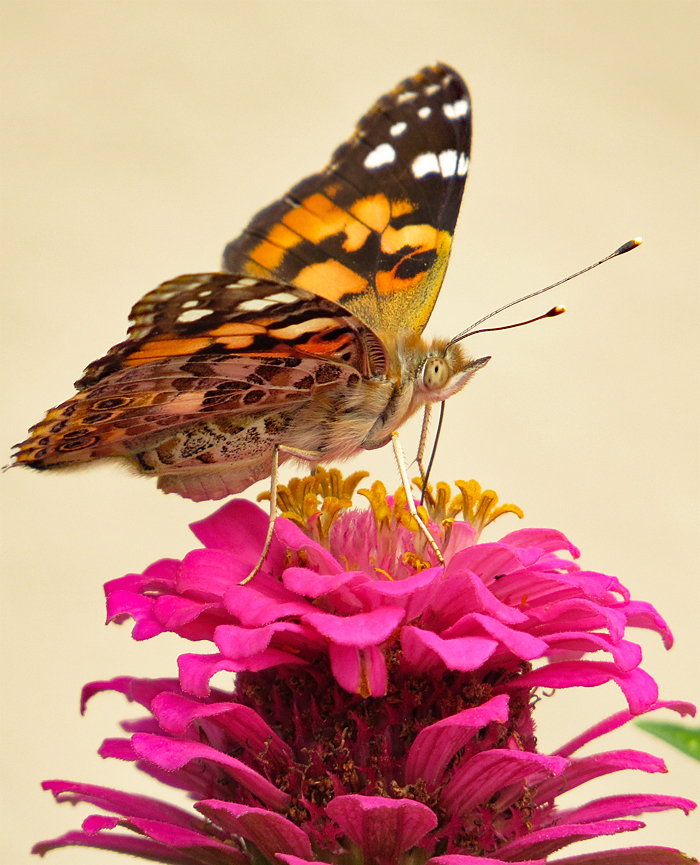 Painted Lady on Zinnia