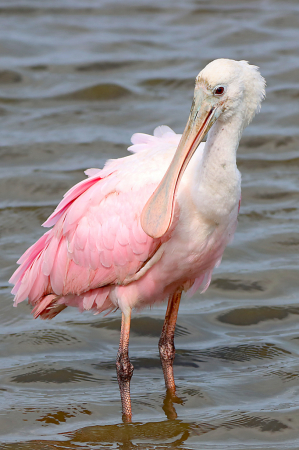 Spoonbill 3