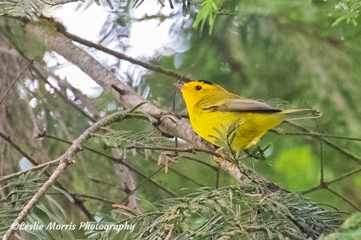 WilsonsWarbler6700 - ID: 16027358 © Leslie J. Morris