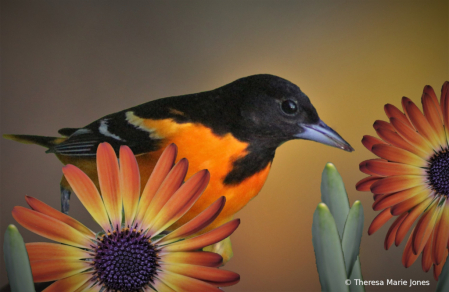 Baltimore Oriole 