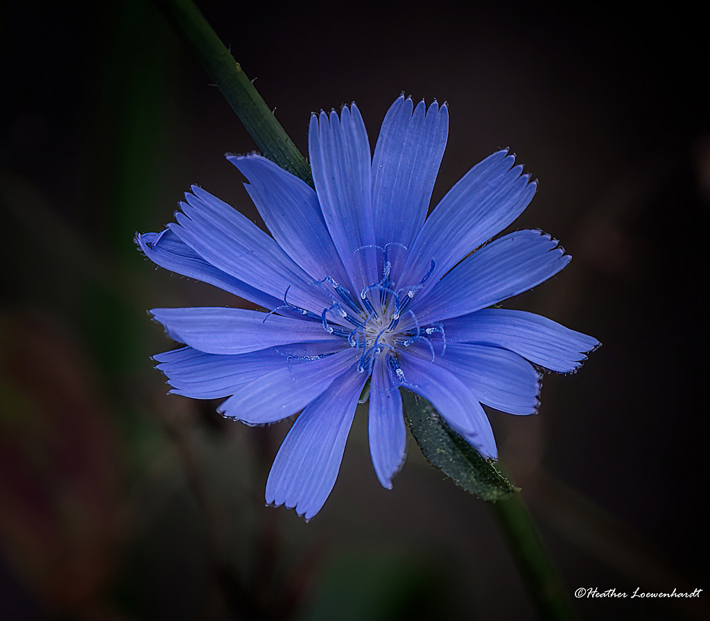 Chicory