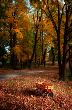 Wagon In The Woods