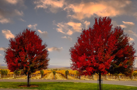 Red Trees