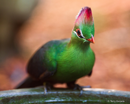 Fischer's Turaco