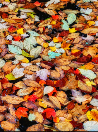 Puzzle of Leaves