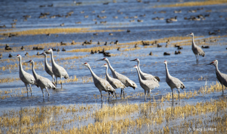 Sandhill Cranes