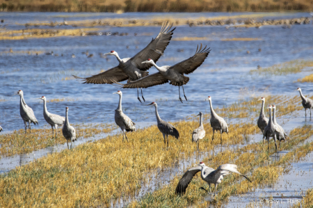 Sandhill Cranes