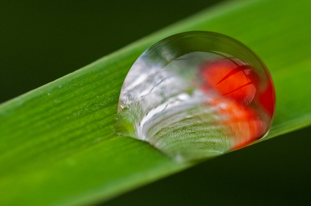 Water Drop Reflection