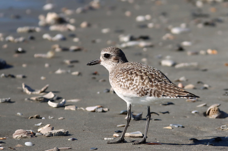 At the Shoreline