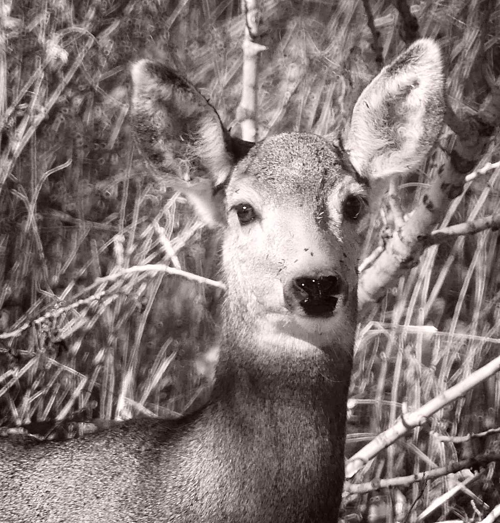 Lovely Mule Deer