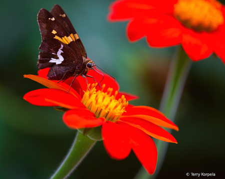 State Botanical Garden of Georgia