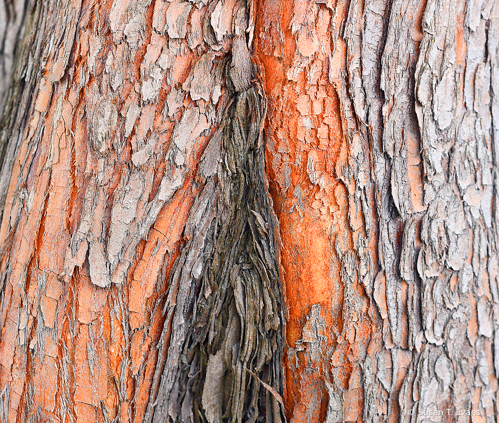 Wooden Bark