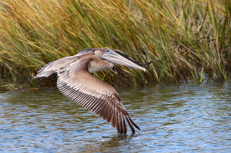 Brown Pelican 4