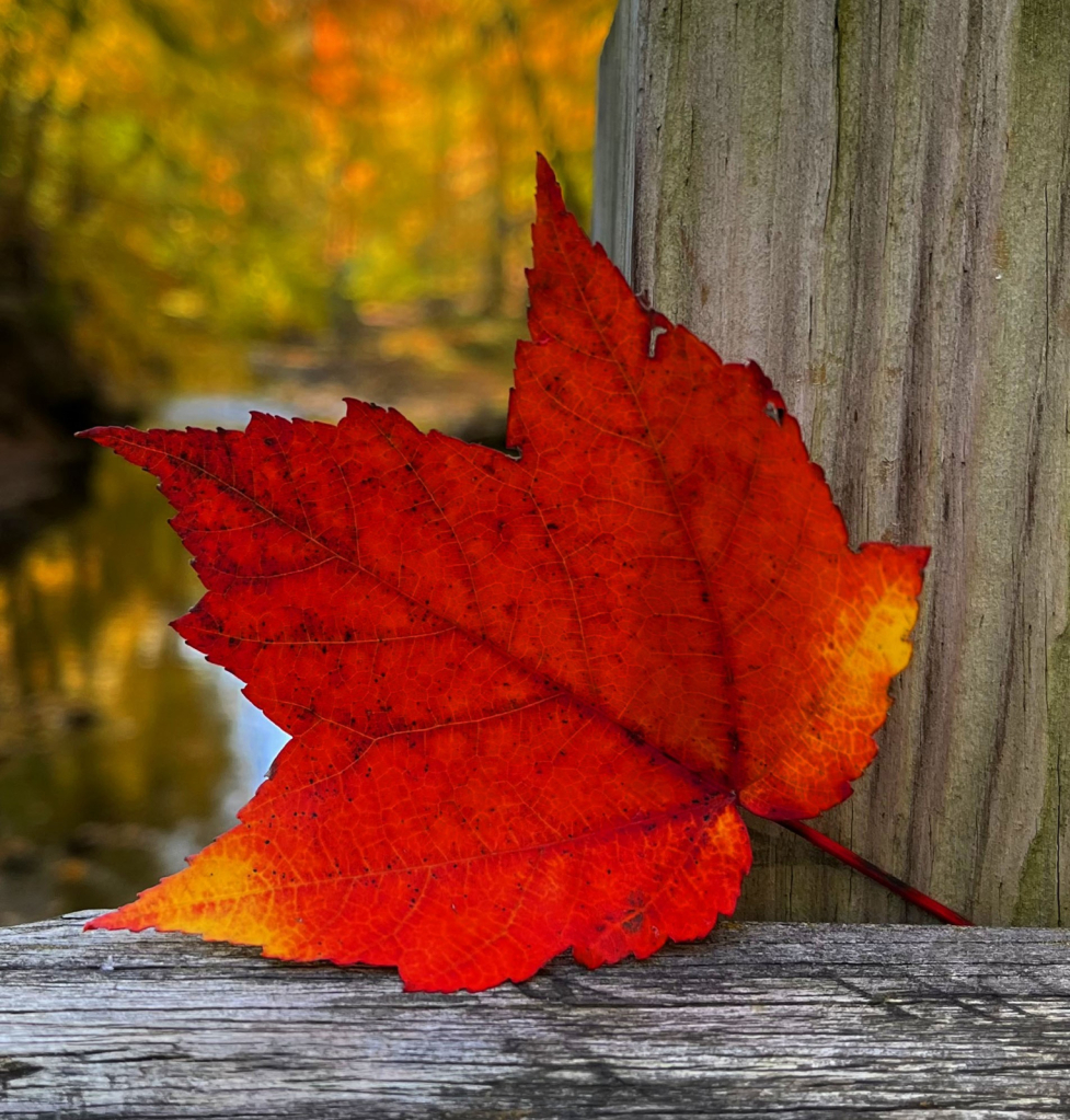 Autumn Leaf