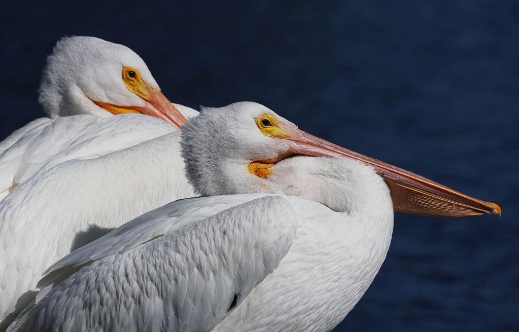 White Pelican Duo