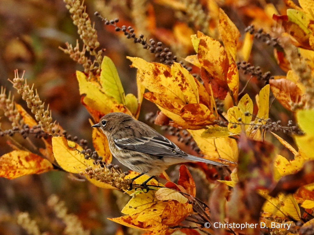 Viewing the Fall Foliage 