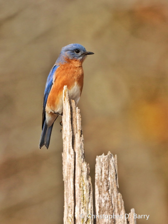 Eastern Blue bird