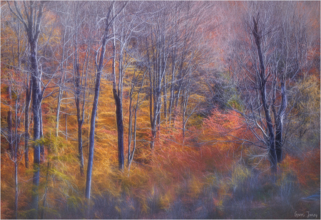 Tree Skeletons in the Autumn Forest Floor