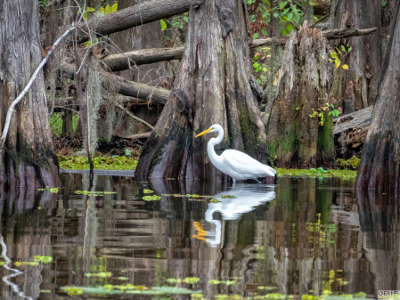 Egret