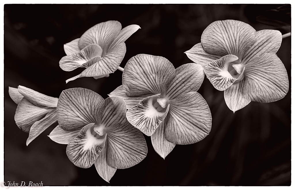 Orchids in Monochrome - ID: 16032094 © John D. Roach
