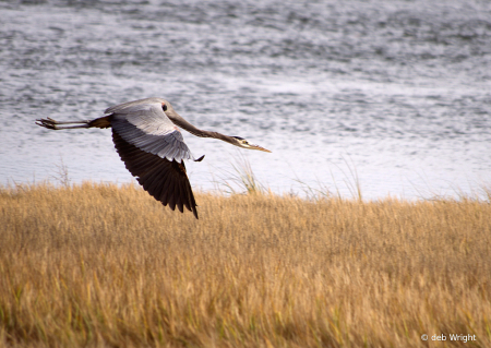 Great Blue Heron Flying Away