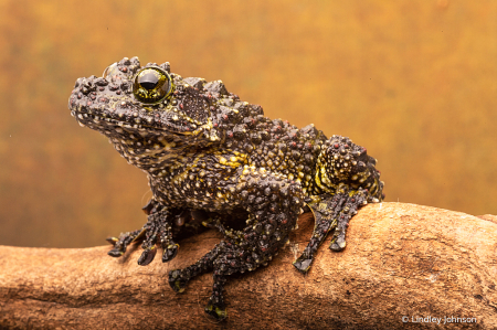 Mossy Frog Profile