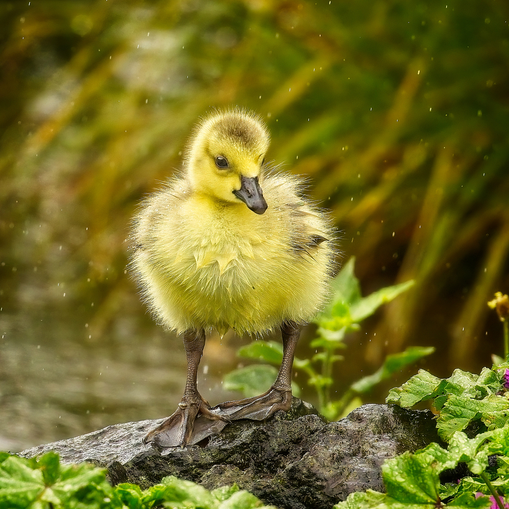 Gosling in the rain