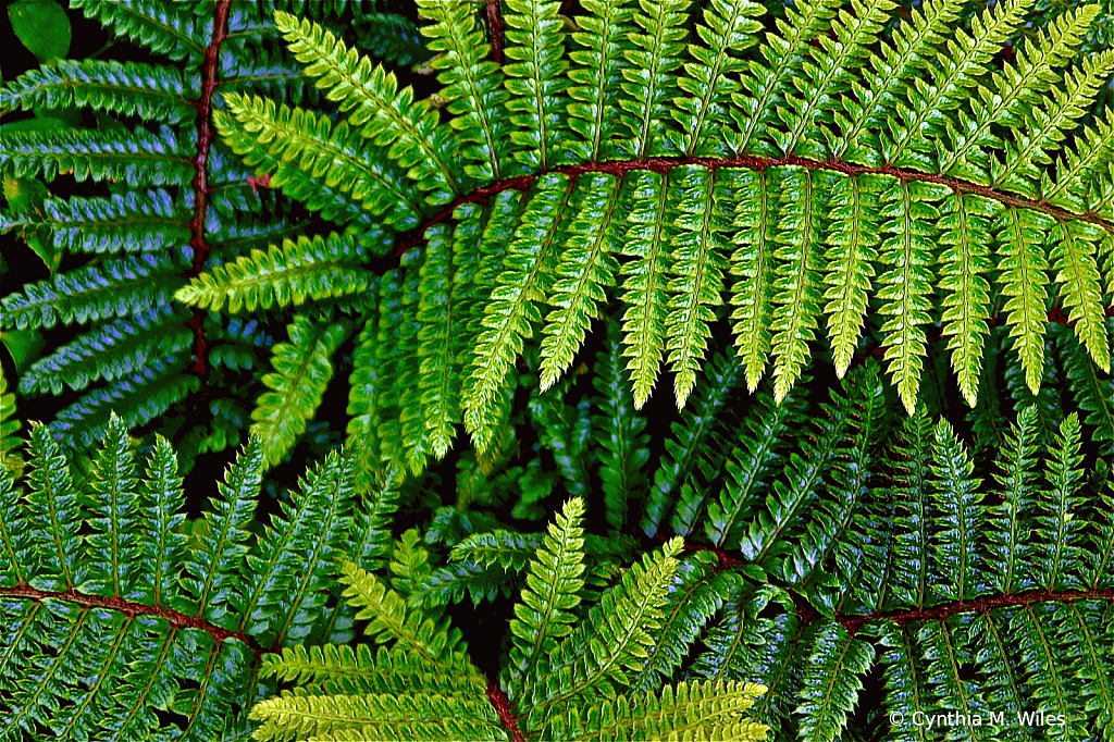 Fern Detail