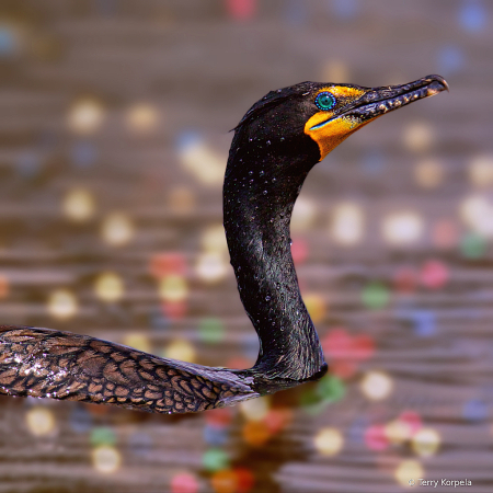 Double-crested Cormorant