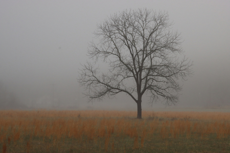 November Tree