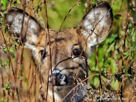 Staring through the Weeds