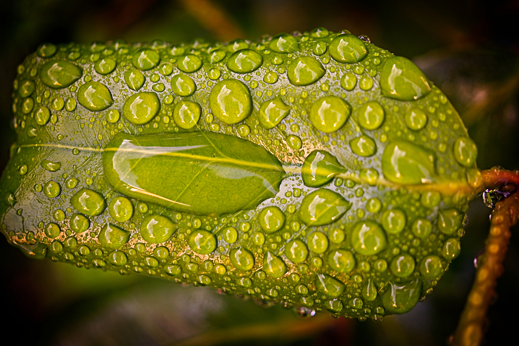 After the rain