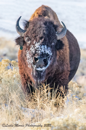 What? You don't stick your face in the snow?