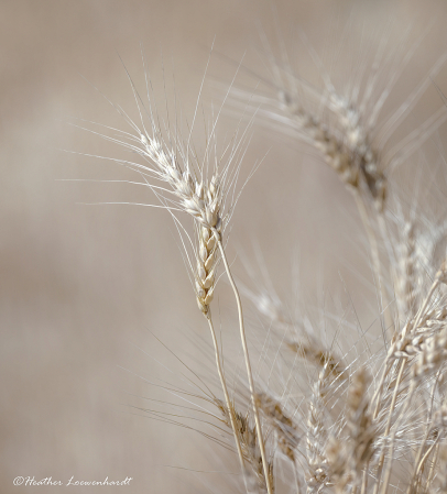 A Breadbasket Element