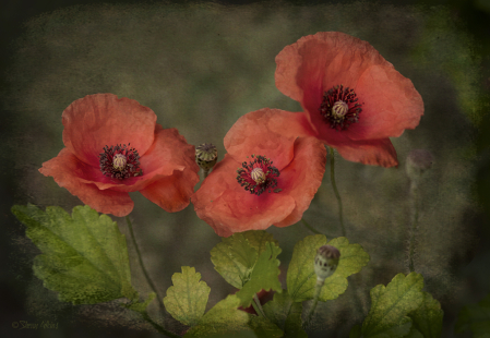 Poppies