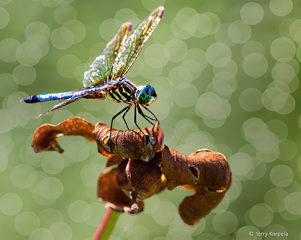 Dragonfly - ID: 16034245 © Terry Korpela