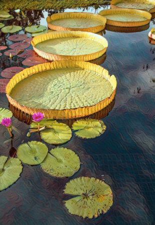 Floating water Lilies