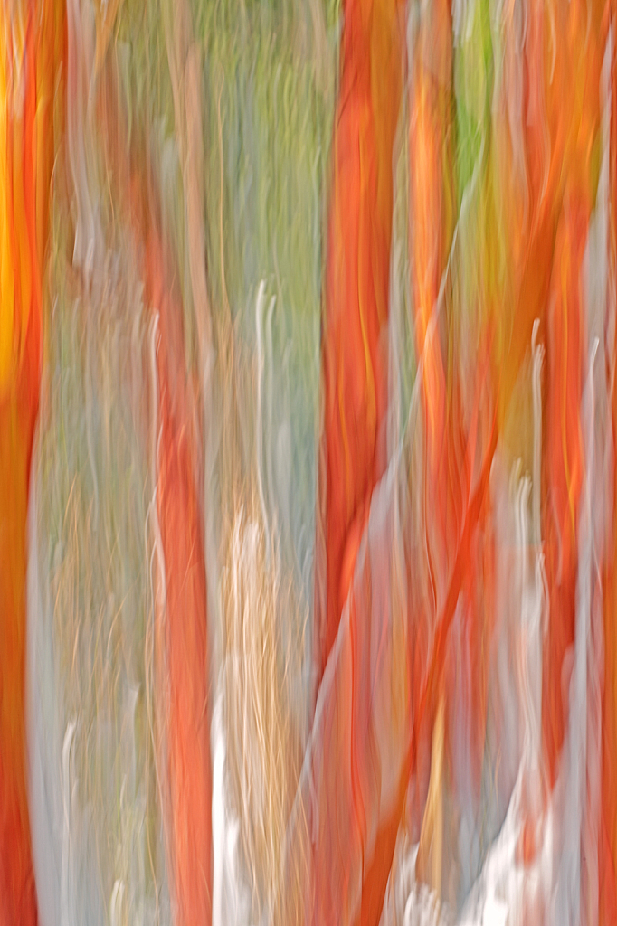 Trees in Motion.Abstract.