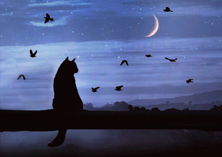 Cat and Moon