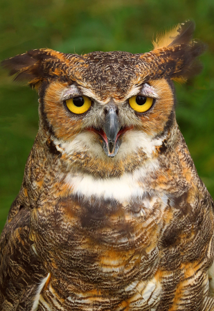 Great Horned Owl