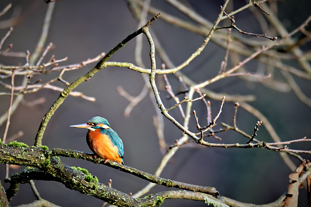 Kingfisher